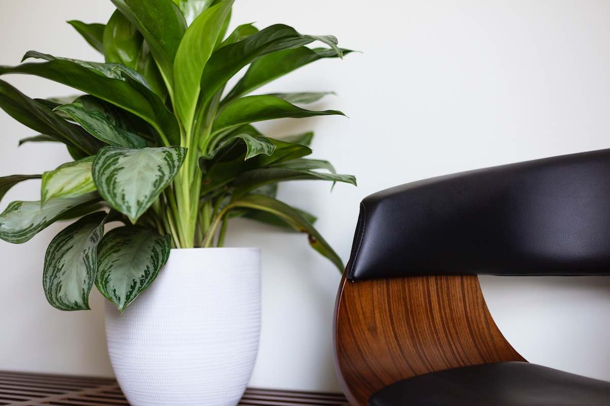 The Use Of Plants In Modern Interior Design Benefits Tips